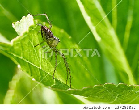 葉子上的山貓蜘蛛 137281853