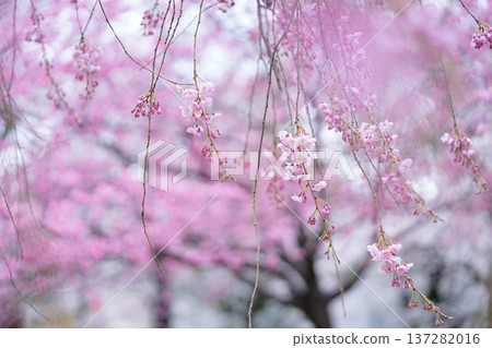 The beautiful pink color of the weeping cherry blossoms The beautiful pink color of the weeping cherry blossoms 137282016