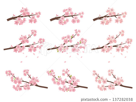 Cherry blossom branch set Cherry blossom branch set 137282038