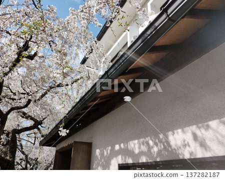 日式房屋、櫻花和在光線下舞動的花瓣 137282187