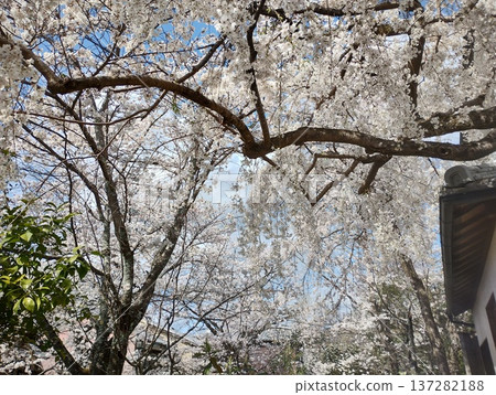 波浪起伏的櫻花和日式房屋 波浪起伏的櫻花和日式房屋 137282188