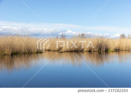 Golden reed beds line a calm wetland, their mirrored reflection on still water Golden reed beds line a calm wetland, their mirrored reflection on still water 137282203
