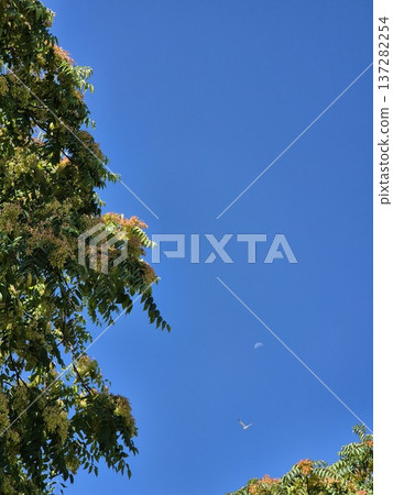 The moon in the sky in broad daylight. blue sky and moon The moon in the sky in broad daylight. blue sky and moon 137282254