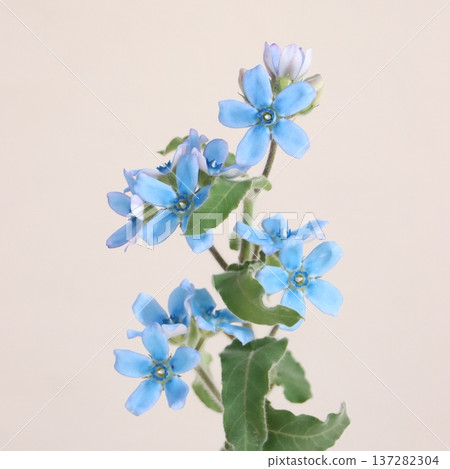 天使花(Oxypetalum 'Angel')切花 1 天使花(Oxypetalum 'Angel')切花 1 137282304