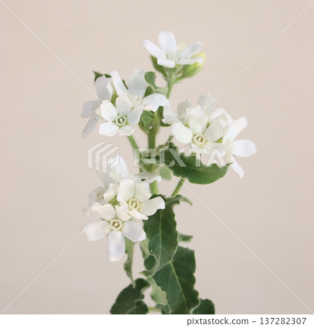 美洲金盞花「天使白」切花 1 美洲金盞花「天使白」切花 1 137282307