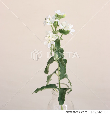 美洲金盞花「天使白」切花 2 美洲金盞花「天使白」切花 2 137282308