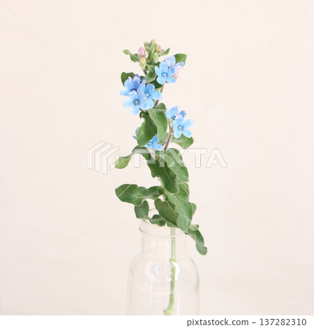 藍花楹(Oxypetalum 'Orchiblue')切花 2 藍花楹(Oxypetalum 'Orchiblue')切花 2 137282310