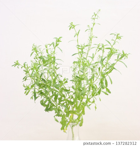 Taraspi cut flowers 2 Taraspi cut flowers 2 137282312