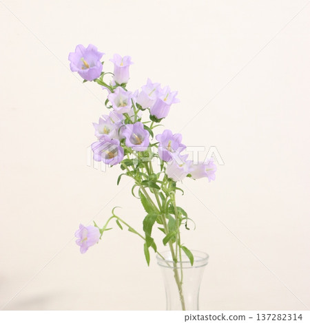 Campanula "Chime Sky Blue" cut flower 2 Campanula "Chime Sky Blue" cut flower 2 137282314