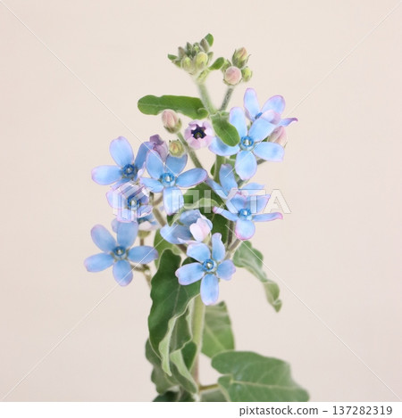 純藍紫菀切花 1 純藍紫菀切花 1 137282319