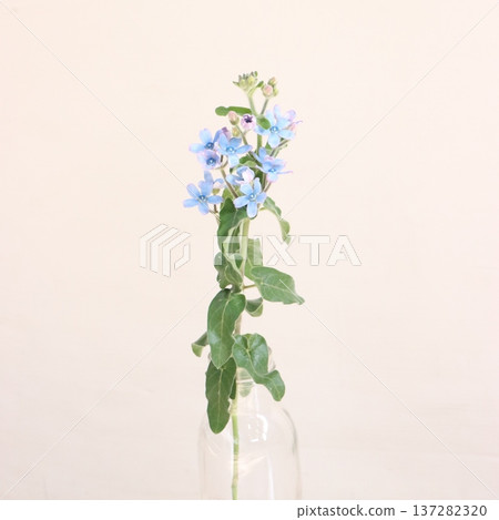 純藍紫菀切花 2 純藍紫菀切花 2 137282320