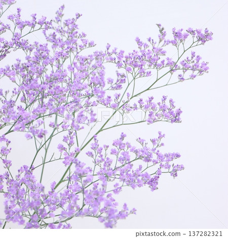 Hybrid statice "Blue Wave" cut flower 1 Hybrid statice "Blue Wave" cut flower 1 137282321