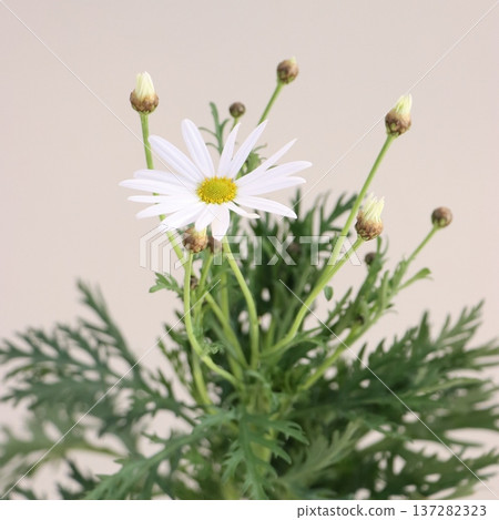 剪下的雛菊 1 137282323