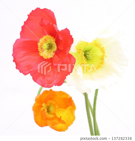 Large cut poppy 1 137282338