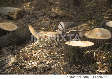 Deforestation image Deforestation image 137282340