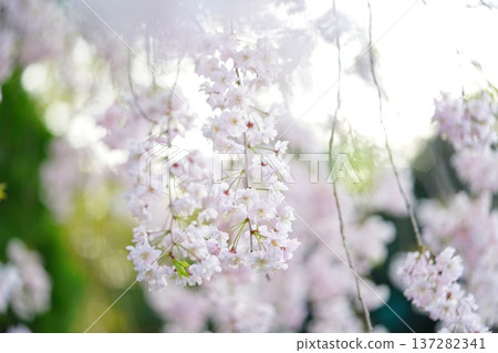 Weeping cherry blossoms shining in the light Weeping cherry blossoms shining in the light 137282341