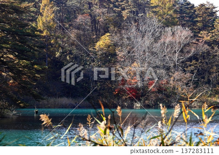 Urabandai Goshikinuma Lake, Autumn leaves, Bishamon Lake 137283111