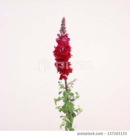 金魚草(Snapdragon)「運動員紅」切花 2 金魚草(Snapdragon)「運動員紅」切花 2 137283133