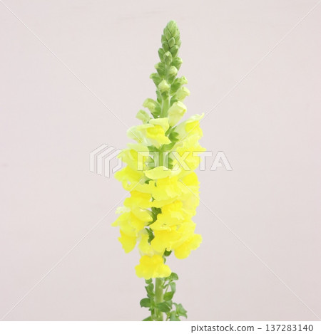 Snap (Snapfish Plant) "Leger Gold" Cut Flower 1 Snap (Snapfish Plant) "Leger Gold" Cut Flower 1 137283140