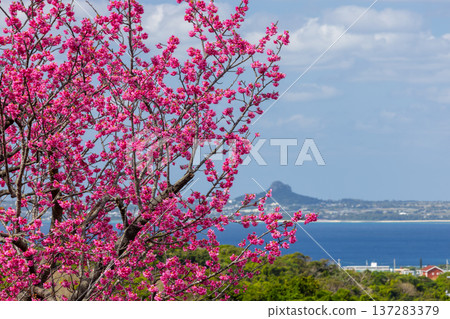 Motobu Town, Kunigami District, Okinawa Prefecture: Early-blooming Ryukyu Kanhizakura cherry blossoms at the Motobu Yaedake Cherry Blossom Festival and a view of the ocean, including Iejima Tacchu. 137283379