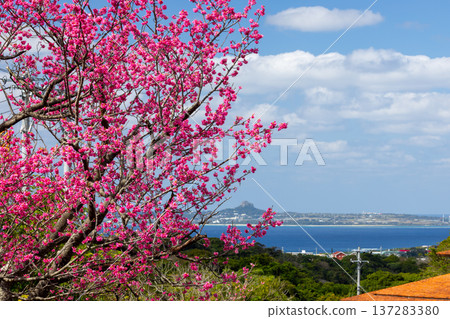 沖繩縣國頭郡本部町：本部八重岳櫻花節上早春盛開的琉球寒緋櫻，以及包括家島多忠在內的海景。 137283380