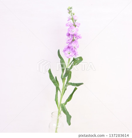 Cut flowers of stock "Iron Marine" 2 Cut flowers of stock "Iron Marine" 2 137283614