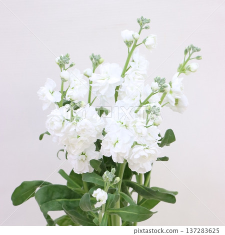 Stock 'White Quartet' cut flower 1 Stock 'White Quartet' cut flower 1 137283625