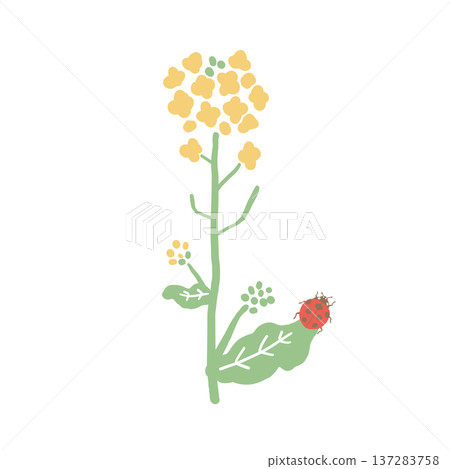 春季油菜花和瓢蟲插圖 137283758
