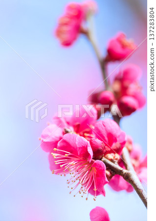 紅梅花 137283804