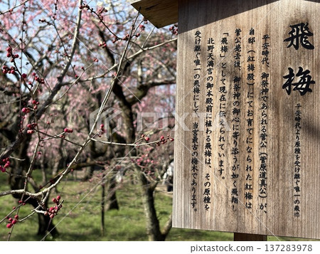 北野天滿宮飛梅 137283978