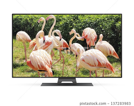 TV with group birds of pink flamingos on screen TV with group birds of pink flamingos on screen 137283983