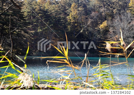 Urabandai Goshikinuma Lake, Autumn leaves, Bishamon Lake 137284102