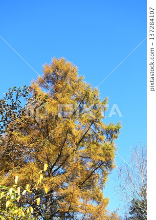 Urabandai Goshikinuma Nature Trail Yellow Larch Leaves Vertical Position Urabandai Goshikinuma Nature Trail Yellow Larch Leaves Vertical Position 137284107