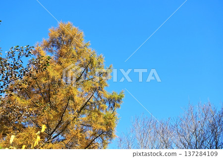 賁磐台五色沼自然步道，落葉鬆的黃葉 137284109