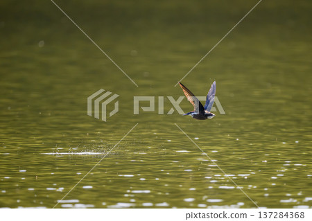 A blue-tailed swift flies at high speed over the lake 137284368