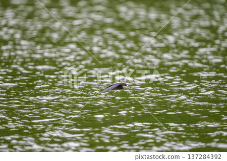 A blue-tailed swift flies at high speed over the lake A blue-tailed swift flies at high speed over the lake 137284392