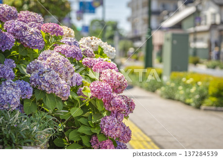 Kasukabe City Kasukabe Boulevard 137284539