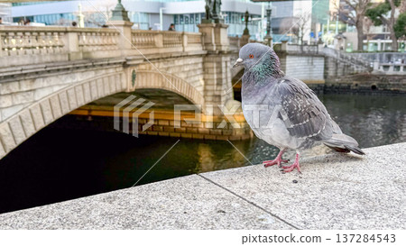 The arch of Nihonbashi Bridge, an important cultural property, and the pigeons standing there The arch of Nihonbashi Bridge, an important cultural property, and the pigeons standing there 137284543