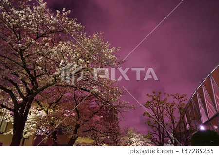Cherry blossoms and blue sky at night 137285235