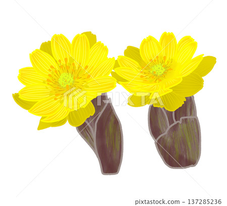 阿多尼斯（Adonis adonis），早春開出可愛的黃色花朵 137285236