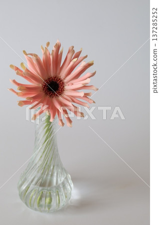 Pink gerbera Pink gerbera 137285252