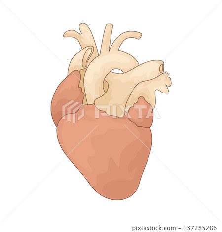 Illustration of Heart Organ 137285286
