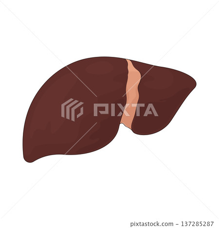 Illustration of liver Illustration of liver 137285287