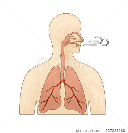 Illustration of Respiratory System 137285288