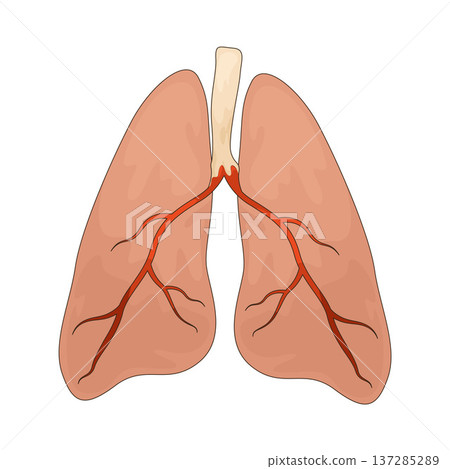 Illustration of lungs Illustration of lungs 137285289