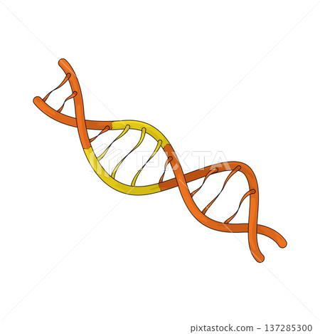Illustration of DNA Illustration of DNA 137285300