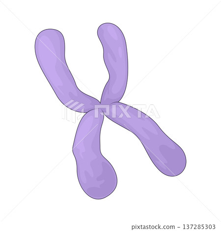 Illustration of Chromosome 137285303