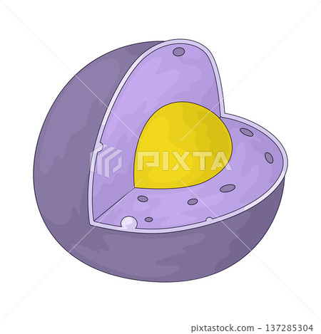 Illustration of nucleus 137285304