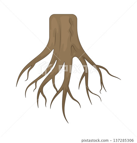 Illustration of root Illustration of root 137285306