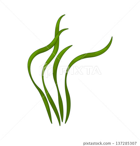 Illustration of Algae Illustration of Algae 137285307